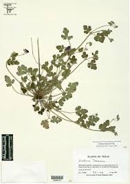 Attēlu rezultāti vaicājumam “Geraniaceae”