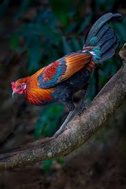 Attēlu rezultāti vaicājumam “Gallus”