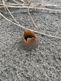 Attēlu rezultāti vaicājumam “Peziza ammophila”