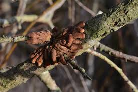 Attēlu rezultāti vaicājumam “Hypocreopsis lichenoides”