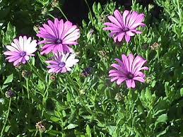 Image result for Dimorphotheca pluvialis