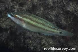 Image result for Symphodus bailloni