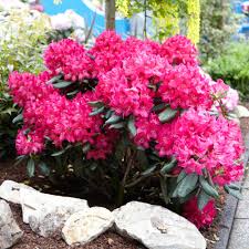 Attēlu rezultāti vaicājumam “rhododendron”