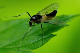 Attēlu rezultāti vaicājumam “Cricotopus male”