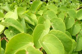 Attēlu rezultāti vaicājumam “Cercidiphyllum japonicum leaf”