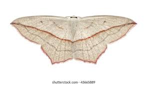 Attēlu rezultāti vaicājumam “Timandra comae”