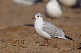 Image result for Chroicocephalus philadelphia