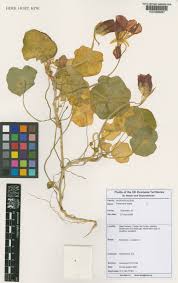 Attēlu rezultāti vaicājumam “Tropaeolum majus fruit”