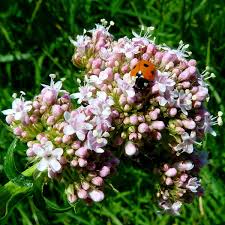 Image result for Valeriana officinalis