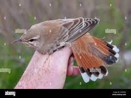 Image result for Cercotrichas galactotes