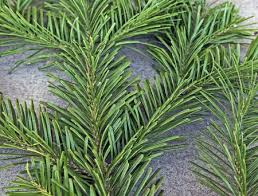 Attēlu rezultāti vaicājumam “Abies mariesii”