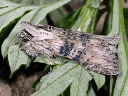 Attēlu rezultāti vaicājumam “Panolis umbra”