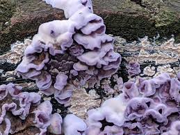 Attēlu rezultāti vaicājumam “Chondrostereum purpureum”