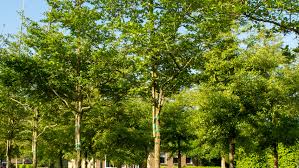 Attēlu rezultāti vaicājumam “Crataegus persimilis”