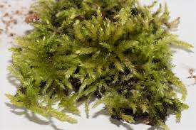 Attēlu rezultāti vaicājumam “Eurhynchium striatum”