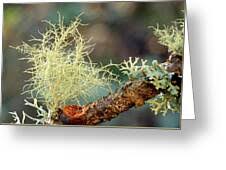 Attēlu rezultāti vaicājumam “Usnea subfloridana”