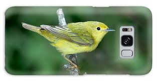 Image result for Dendroica petechia