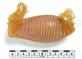 Image result for Cephaloscyllium laticeps