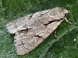 Attēlu rezultāti vaicājumam “Acronicta cuspis”