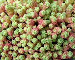 Attēlu rezultāti vaicājumam “Sedum pallidum flower”