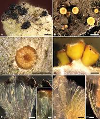 Attēlu rezultāti vaicājumam “Sclerophora coniophaea”