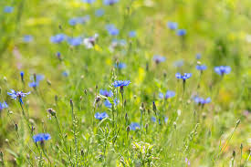 Attēlu rezultāti vaicājumam “Cyanus segetum”