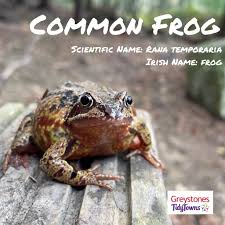 Attēlu rezultāti vaicājumam “Rana temporaria”