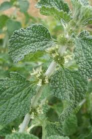 Image result for Marrubium vulgare