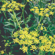 Attēlu rezultāti vaicājumam “Pastinaca sativa subsp. sylvestris leaf”