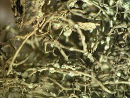 Attēlu rezultāti vaicājumam “Bryoria capillaris”