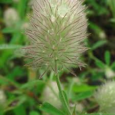 Attēlu rezultāti vaicājumam “Trifolium arvense fruit”