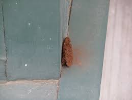 Attēlu rezultāti vaicājumam “Stemonitis splendens spores”