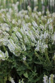 Attēlu rezultāti vaicājumam “Salvia nemorosa leaf”