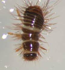 Attēlu rezultāti vaicājumam “Anthrenus sp. imago”