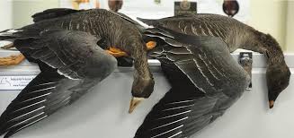 Attēlu rezultāti vaicājumam “Anser serrirostris adult”