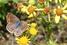 Attēlu rezultāti vaicājumam “Polyommatus icarus female”