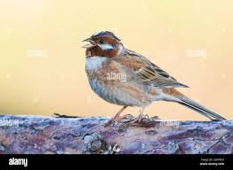 Image result for Emberiza leucocephalos