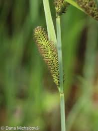 Attēlu rezultāti vaicājumam “Carex acutiformis fruit”
