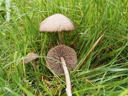 Attēlu rezultāti vaicājumam “Enteridium variabile”