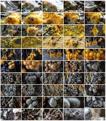 Attēlu rezultāti vaicājumam “Badhamiopsis scripta spores”