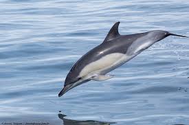 Image result for Delphinus delphis