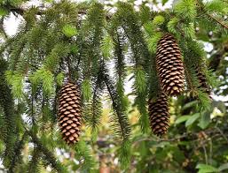 Attēlu rezultāti vaicājumam “Picea abies fruit”