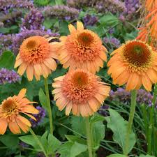 Image result for Echinacea purpurea
