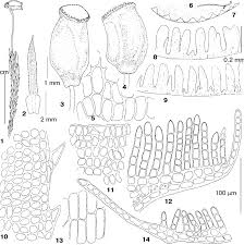Attēlu rezultāti vaicājumam “Polytrichastrum pallidisetum cells”