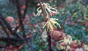 Attēlu rezultāti vaicājumam “Hamamelis vernalis bud”