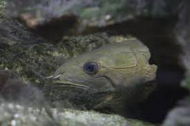 Image result for Amia calva