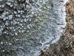 Attēlu rezultāti vaicājumam “Pertusaria albescens”