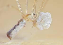 Attēlu rezultāti vaicājumam “Phylloneta cocoon”