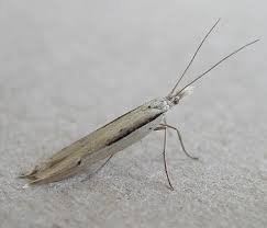 Attēlu rezultāti vaicājumam “Ypsolophidae”