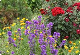 Attēlu rezultāti vaicājumam “Campanula glomerata”